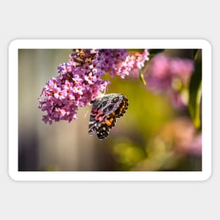 American Lady Butterfly Sticker